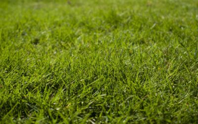Dethatching Grass: When and How to Do It