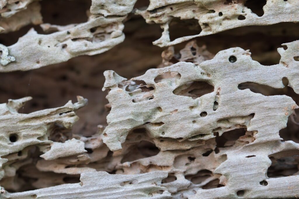 Do Termites Eat Drywall? Signs and Solutions
