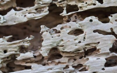 Do Termites Eat Drywall? Signs and Solutions