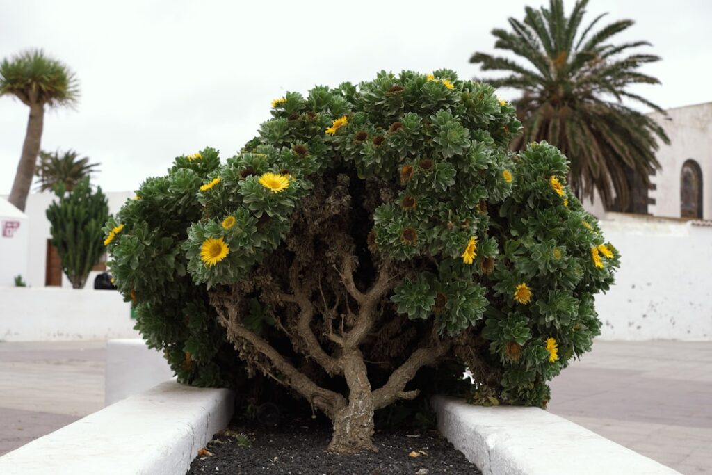 Drought Tolerant Shrubs for Low-Water Gardens