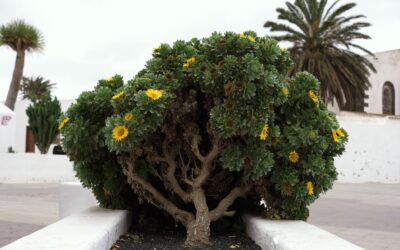 Drought Tolerant Shrubs for Low-Water Gardens
