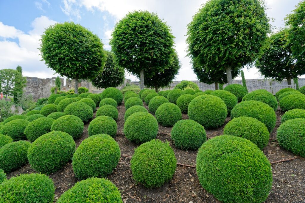 Dwarf Trees for Landscaping: Best Picks