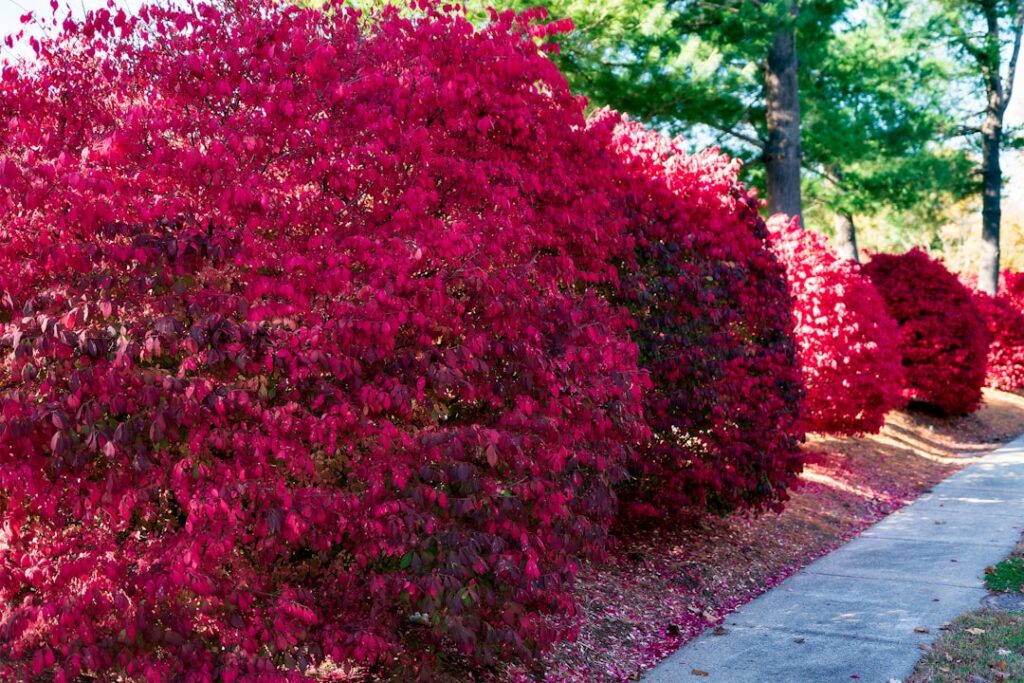 Fast Growing Shrubs for Privacy and Screening