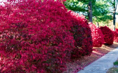 Fast Growing Shrubs for Privacy and Screening