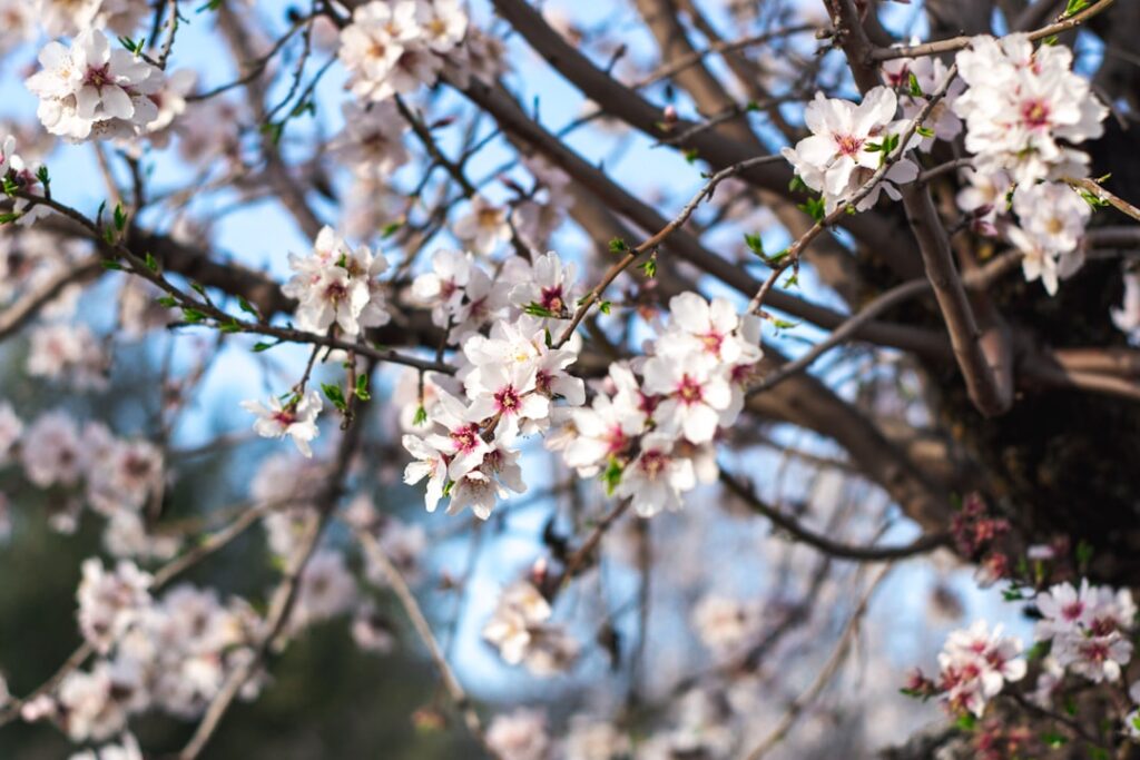 Flowering Almond Shrub: Planting and Care