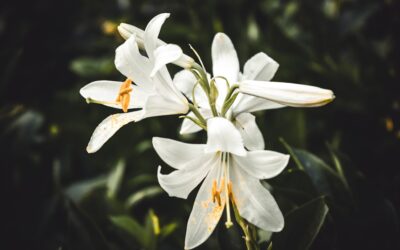 Garden Lily: Planting, Types and Care Guide