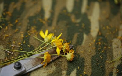 Garden Scissors: Types and Best Uses