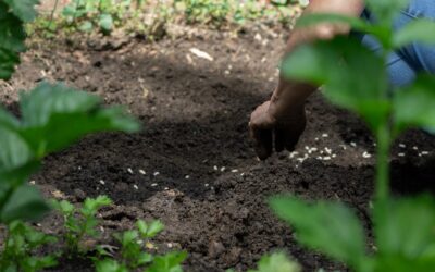 Garden Soil vs Potting Soil: Real Differences