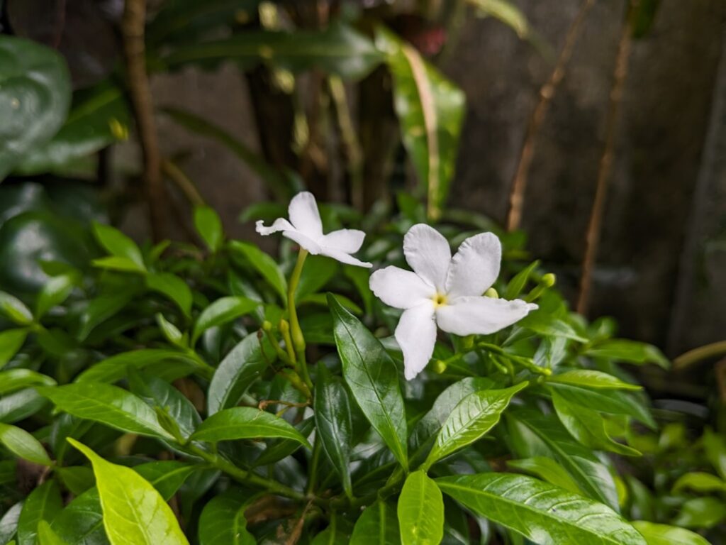 Gardenia Bush: Planting and Care Guide