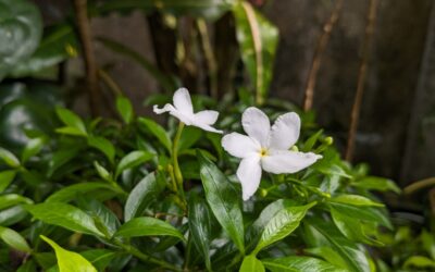 Gardenia Bush: Planting and Care Guide
