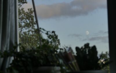 Gardening by the Moon: Does It Really Work?