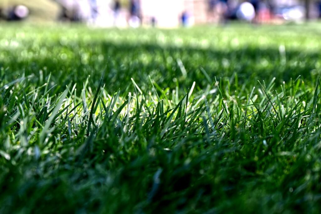 Grass That Grows Well in Shade: Best Types