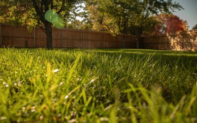 Grub Treatment for Yard: Timing and Products