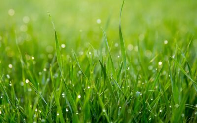 How Fast Does Grass Grow? Rates by Type