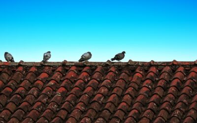 How to Get Rid of Pigeons on Roof: Easy DIY Methods