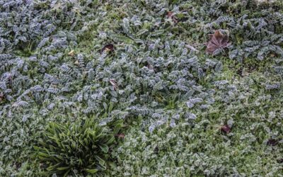 How to Kill Moss in Your Yard: Step-by-Step