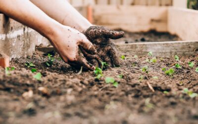 How to Start a Garden From Scratch (Beginner Guide)