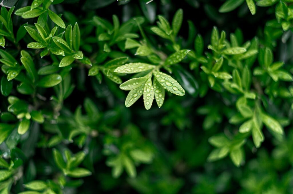 Japanese Holly Shrub: Planting and Care Guide