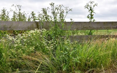 How to Kill Weeds, Not Grass: Selective Control