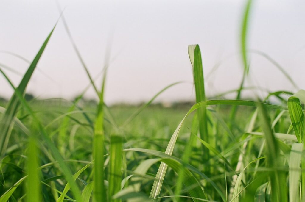Korean Grass: Growing and Care Guide