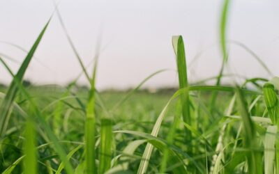 Korean Grass: Growing and Care Guide