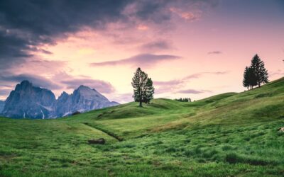 How to Landscape Around Trees the Right Way