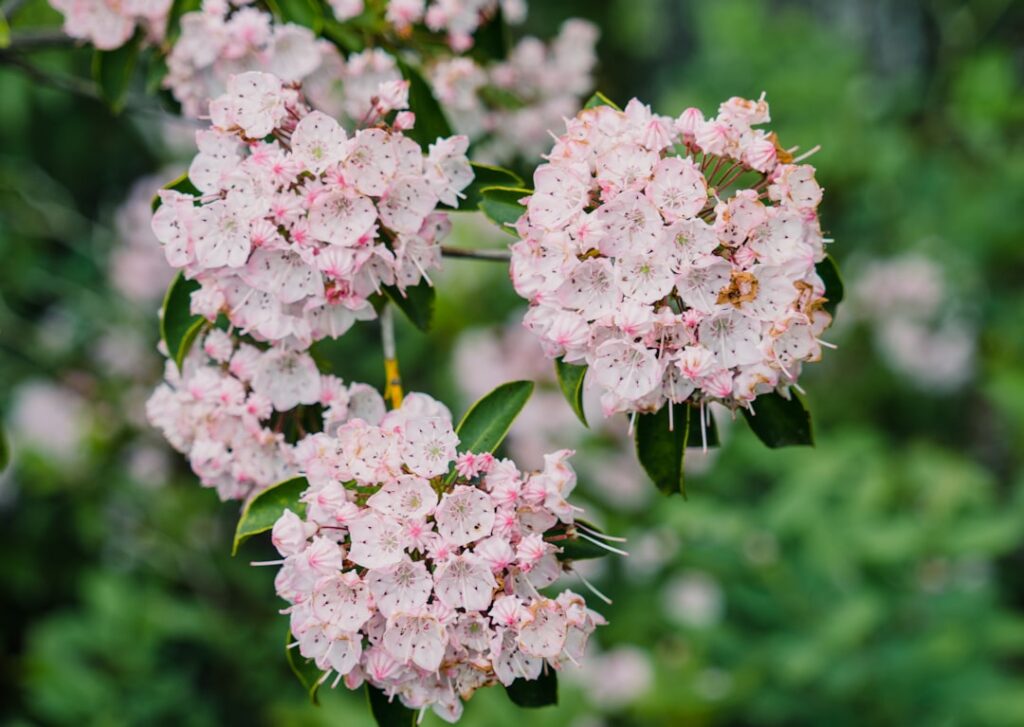 Mountain Laurel Shrub: Planting and Care