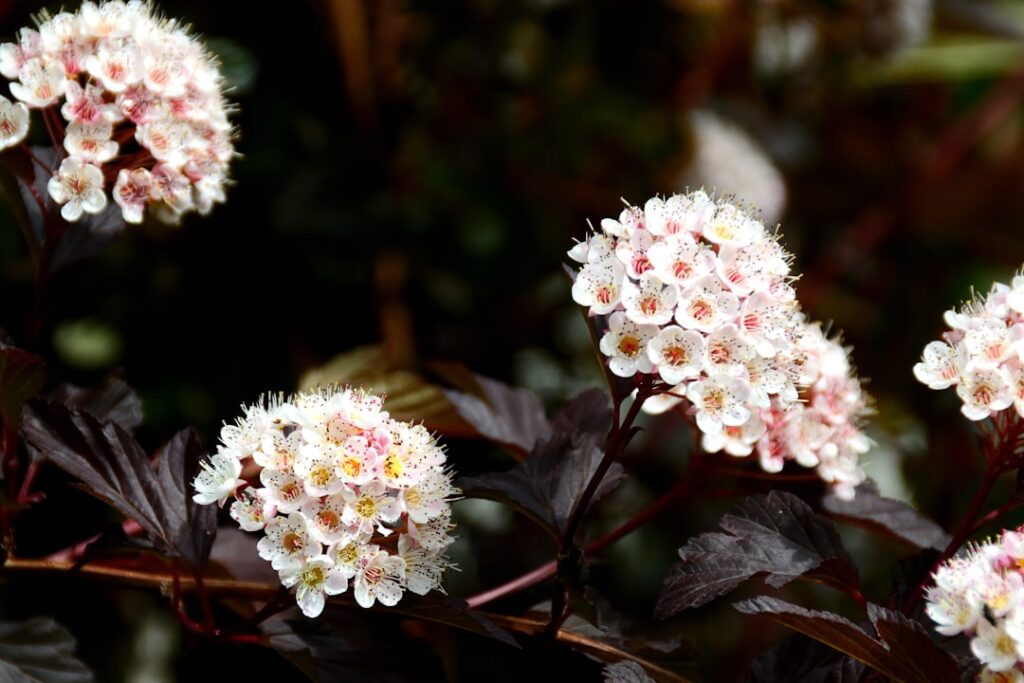 Ninebark Shrub: Planting and Care Guide