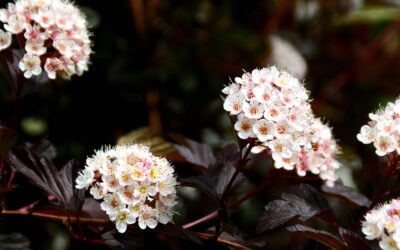 Ninebark Shrub: Planting and Care Guide