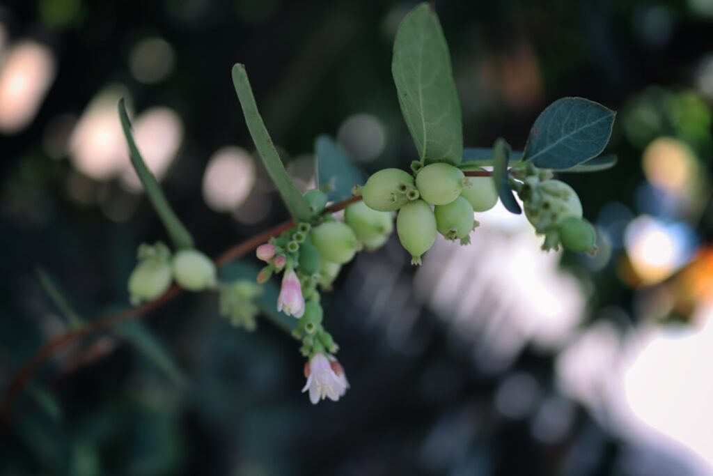 Pineapple Guava Shrub: Growing and Care Guide