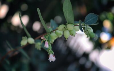 Pineapple Guava Shrub: Growing and Care Guide