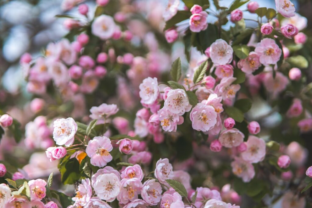 Pink Flowering Shrubs: Best Picks and Care