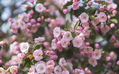 Pink Flowering Shrubs: Best Picks and Care