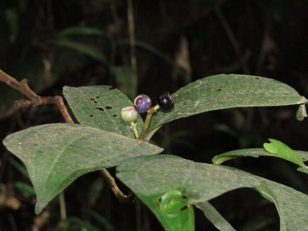 Poisonous Identification: Deadly Nightshade Guide