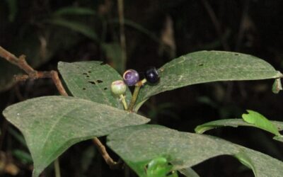 Poisonous Identification: Deadly Nightshade Guide