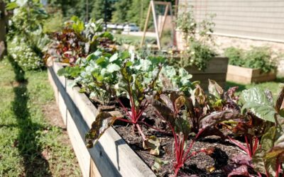 Raised Planter Box Plans: DIY Build Guide