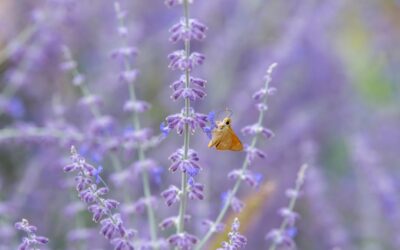 Salvia Garden: Planting and Care Guide