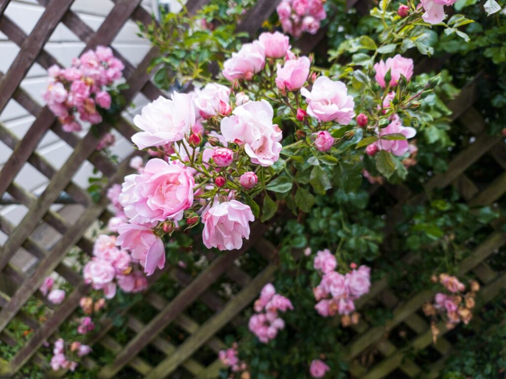 Shade Loving Climbing Plants for Any Wall