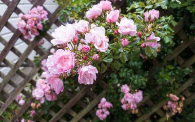 Shade Loving Climbing Plants for Any Wall