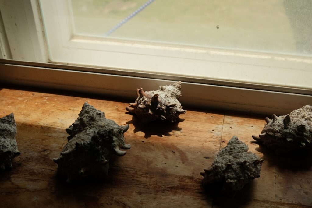 Spider Poop on Window Sill: ID and Cleanup
