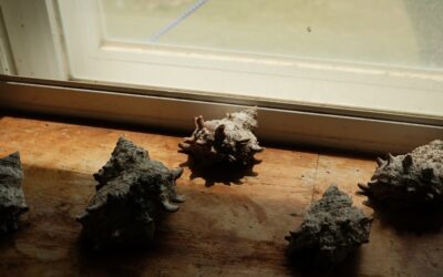 Spider Poop on Window Sill: ID and Cleanup