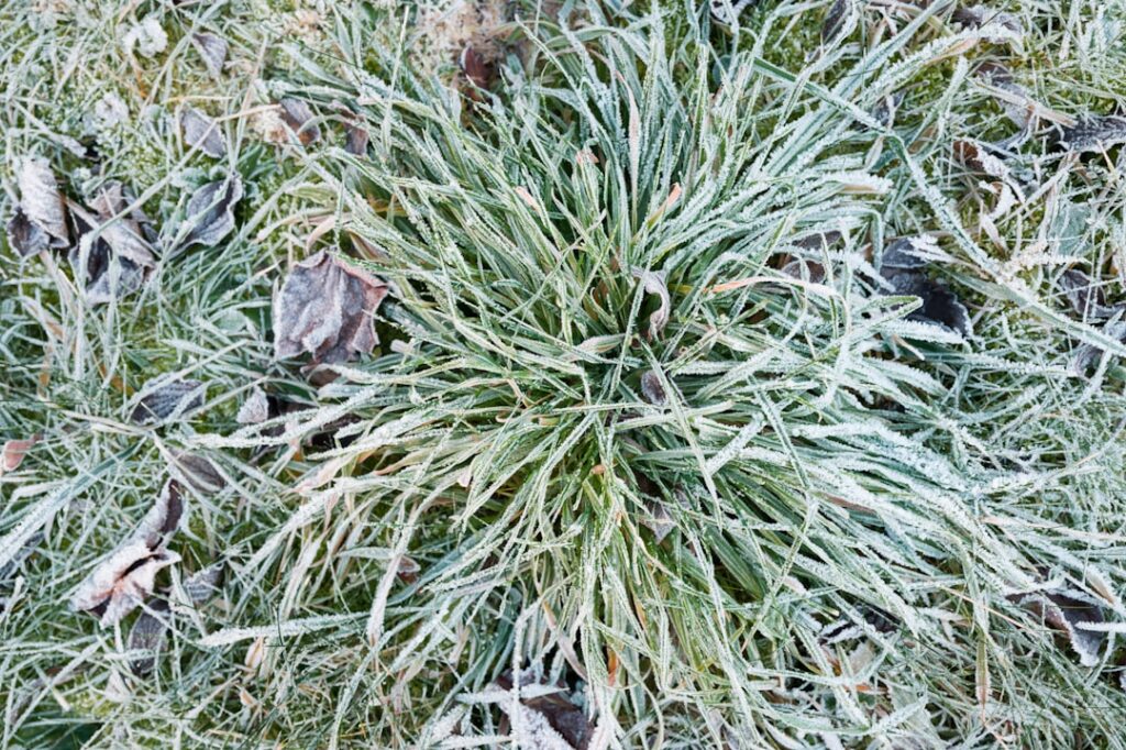 St. Augustine Grass in Winter: Care Guide