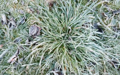 St. Augustine Grass in Winter: Care Guide