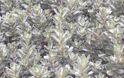 Sweet Pea Shrub: Growing and Care Guide