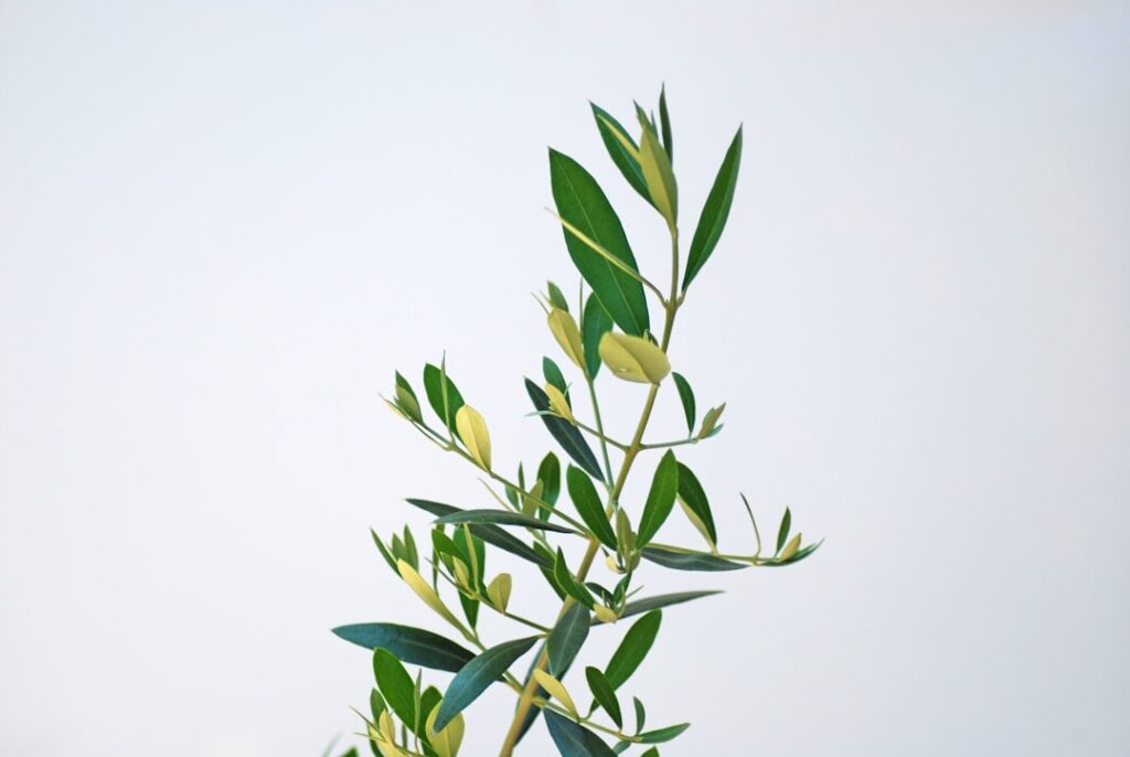 Tea Olive Shrub: Planting and Care Guide
