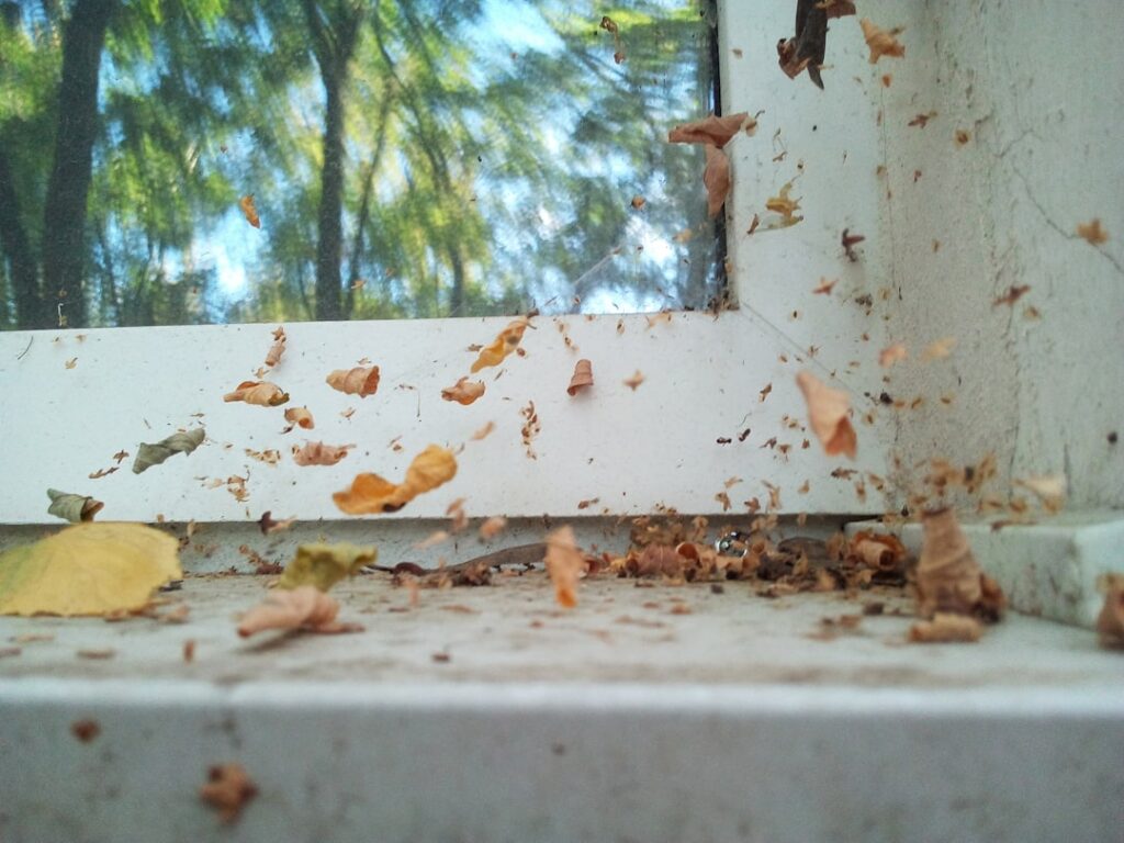 Termite Droppings on the Window Sill: What to Do