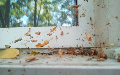 Termite Droppings on the Window Sill: What to Do