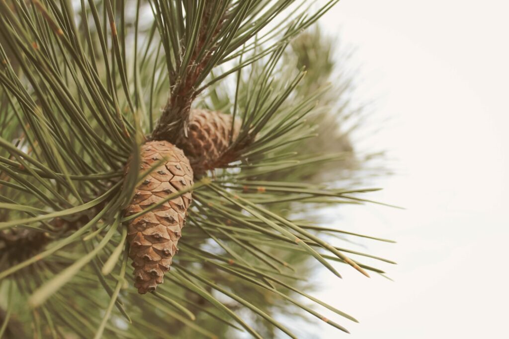 Types of Pine Trees for Landscaping
