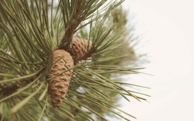 Types of Pine Trees for Landscaping