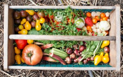 Veggie Garden: Beginner's Planting Guide